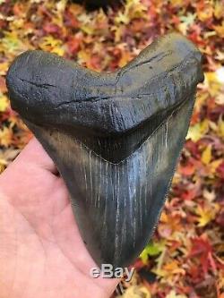 Ultra Gorgeous FOSSIL MEGALODON SHARK TOOTH Heavy Mineralized With PYRITE! 5.9