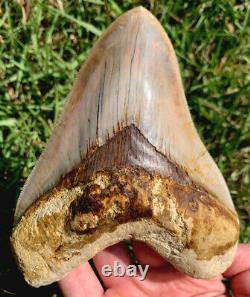 Ultra High Quality 5.39 Indonesian MEGALODON Shark Tooth Fossil
