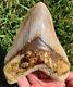 Ultra High Quality 5.39 Indonesian Megalodon Shark Tooth Fossil