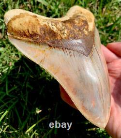 Ultra High Quality 5.39 Indonesian MEGALODON Shark Tooth Fossil