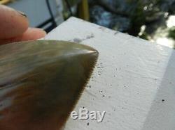 Unbelievable 5.65 Battery Creek Megalodon Tooth Serration Shark NO REPAIR
