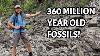 Unbelievable Treasure Hidden In These Rocks Fossil Hunting In Alpena Michigan For Ancient Sea Life
