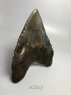 Unique 5.82 Megalodon Fossil Shark Tooth Rare Super Wide 2266