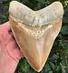 Unreal 5.4 Perfectly Serrated And Colorful Huge Megalodon Shark Tooth