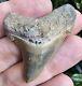 Unreal Lee Creek Chubutensis Shark Tooth Fossil Not Megalodon North Carolina
