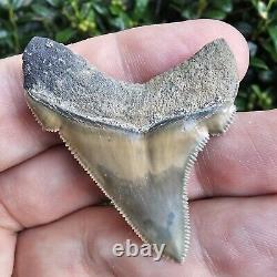 Unreal Lee Creek Chubutensis Shark Tooth Fossil Not Megalodon North Carolina