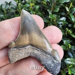 Unreal Lee Creek Chubutensis Shark Tooth Fossil Not Megalodon North Carolina