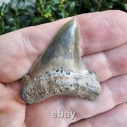Unreal Lee Creek Chubutensis Shark Tooth Fossil Not Megalodon North Carolina