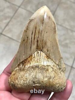 VERY KOOL & UNIQUE LOWER 4.11 Indonesian Megalodon Shark Tooth Fossil