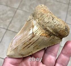 VERY KOOL & UNIQUE LOWER 4.11 Indonesian Megalodon Shark Tooth Fossil