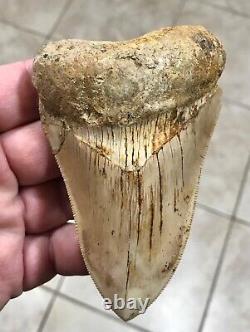 VERY KOOL & UNIQUE LOWER 4.11 Indonesian Megalodon Shark Tooth Fossil