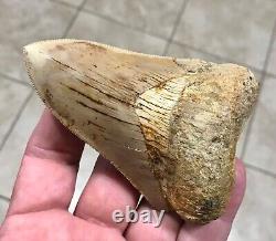 VERY KOOL & UNIQUE LOWER 4.11 Indonesian Megalodon Shark Tooth Fossil