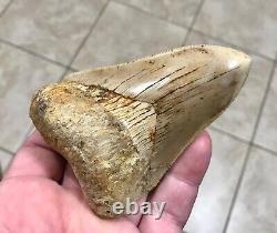 VERY KOOL & UNIQUE LOWER 4.11 Indonesian Megalodon Shark Tooth Fossil