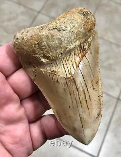 VERY KOOL & UNIQUE LOWER 4.11 Indonesian Megalodon Shark Tooth Fossil