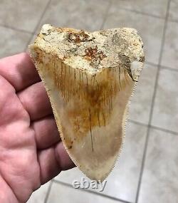 VERY KOOL & UNIQUE LOWER 4.11 Indonesian Megalodon Shark Tooth Fossil