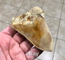 VERY KOOL & UNIQUE LOWER 4.11 Indonesian Megalodon Shark Tooth Fossil