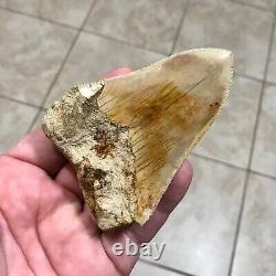 VERY KOOL & UNIQUE LOWER 4.11 Indonesian Megalodon Shark Tooth Fossil