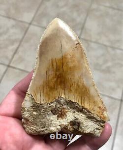 VERY KOOL & UNIQUE LOWER 4.11 Indonesian Megalodon Shark Tooth Fossil