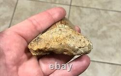 VERY KOOL & UNIQUE LOWER 4.11 Indonesian Megalodon Shark Tooth Fossil