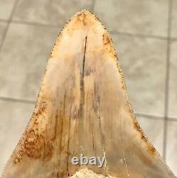 VERY PRETTY PATHO 4.54 x 3.77 Indonesian Megalodon Shark Tooth Fossil