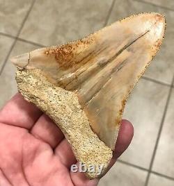VERY PRETTY PATHO 4.54 x 3.77 Indonesian Megalodon Shark Tooth Fossil