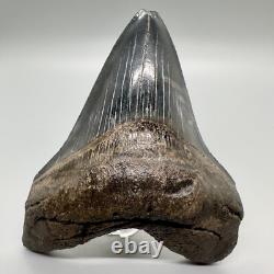 VERY Thick/Solid/Heavy 5.23 Fossil MEGALODON Shark Tooth-USA