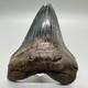 Very Thick/solid/heavy 5.23 Fossil Megalodon Shark Tooth-usa
