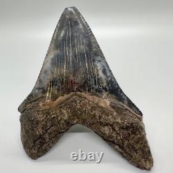 VERY Thick/Solid/Heavy 5.23 Fossil MEGALODON Shark Tooth-USA