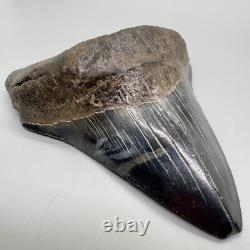 VERY Thick/Solid/Heavy 5.23 Fossil MEGALODON Shark Tooth-USA