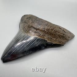 VERY Thick/Solid/Heavy 5.23 Fossil MEGALODON Shark Tooth-USA