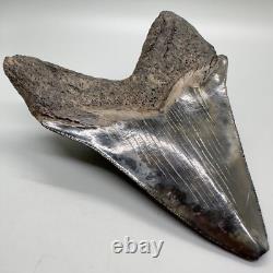 VERY Thick/Solid/Heavy 5.23 Fossil MEGALODON Shark Tooth-USA