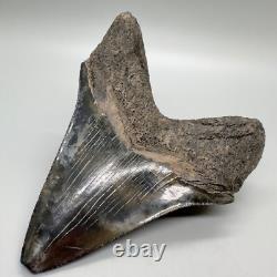 VERY Thick/Solid/Heavy 5.23 Fossil MEGALODON Shark Tooth-USA