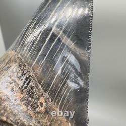 VERY Thick/Solid/Heavy 5.23 Fossil MEGALODON Shark Tooth-USA
