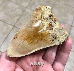 VERY UNIQUE 4.11 x 2.75 Indonesian Lower Megalodon Shark Tooth Fossil