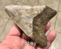 VERY UNIQUE 4.43 x 3.19 Indonesian Megalodon Shark Tooth Fossil SEE ALL PICS