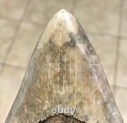 VERY UNIQUE 4.43 x 3.19 Indonesian Megalodon Shark Tooth Fossil SEE ALL PICS