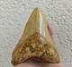 V. Beautiful 4.84 Inch(12.3 Cm) Long Natural Upper Jaw Megalodon Tooth Indonesia
