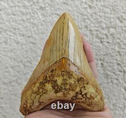 V. Beautiful 4.84 inch(12.3 cm) long natural upper jaw Megalodon tooth Indonesia