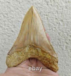 V. Beautiful 4.84 inch(12.3 cm) long natural upper jaw Megalodon tooth Indonesia