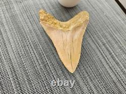 V. Beautiful 4.84 inch(12.3 cm) long natural upper jaw Megalodon tooth Indonesia