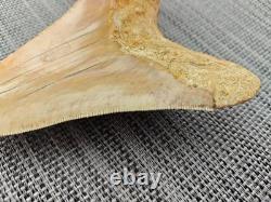V. Beautiful 4.84 inch(12.3 cm) long natural upper jaw Megalodon tooth Indonesia