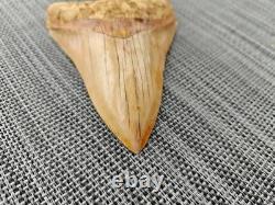 V. Beautiful 4.84 inch(12.3 cm) long natural upper jaw Megalodon tooth Indonesia