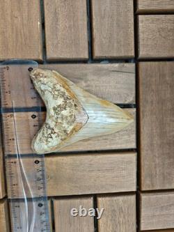 V. Beautiful 4.84 inch(12.3 cm) long natural upper jaw Megalodon tooth Indonesia