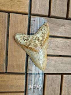 V. Beautiful 4.84 inch(12.3 cm) long natural upper jaw Megalodon tooth Indonesia