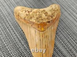V. Beautiful 4.84 inch(12.3 cm) long natural upper jaw Megalodon tooth Indonesia