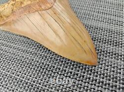 V. Beautiful 4.84 inch(12.3 cm) long natural upper jaw Megalodon tooth Indonesia