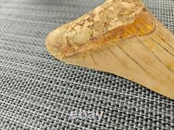V. Beautiful 4.84 inch(12.3 cm) long natural upper jaw Megalodon tooth Indonesia