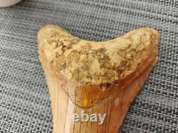 V. Beautiful 4.84 inch(12.3 cm) long natural upper jaw Megalodon tooth Indonesia