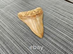 V. Beautiful 4.84 inch(12.3 cm) long natural upper jaw Megalodon tooth Indonesia
