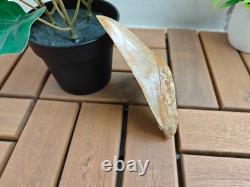 V. Beautiful 4.84 inch(12.3 cm) long natural upper jaw Megalodon tooth Indonesia